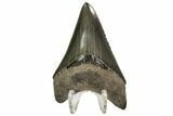 Serrated, Lower Fossil Megalodon Tooth - Georgia #107263-1